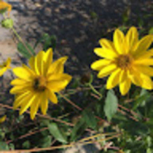 Meet your Posher, Nadia